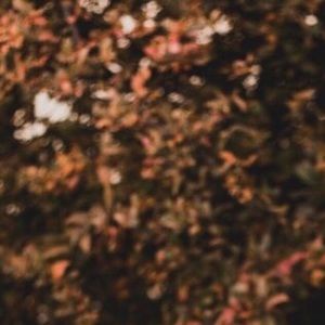 Meet your Posher, Jeilani